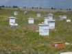 hives on property