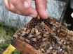 catching queen