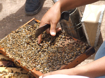frame of bees