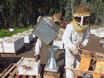 putting bee in funnel