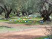 olive grove
